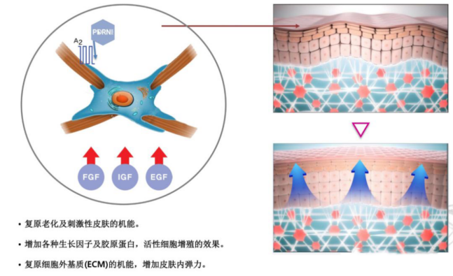 PDRN,恒昱PDRN,PDRN原研专利,PDRN原料 ,PDRN生产,PDRN护肤,三文鱼PDRN,HYPDRN