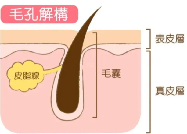 PDRN,恒昱PDRN,PDRN原研专利,PDRN原料 ,PDRN生产,PDRN护肤,三文鱼PDRN,HYPDRN,PDRN化妆品