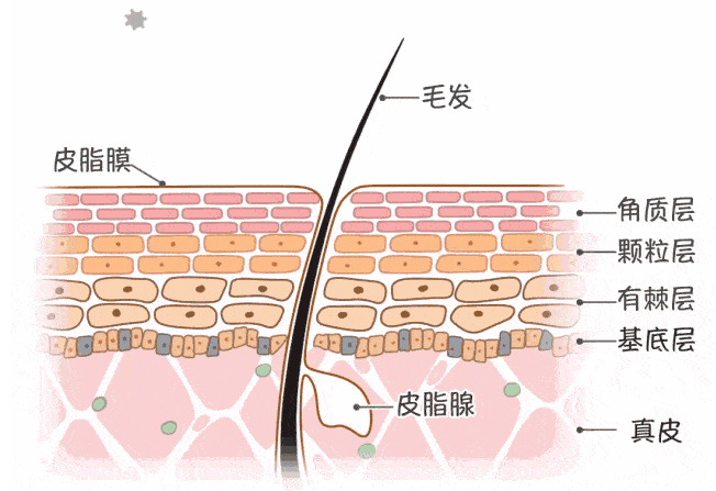 PDRN护肤,三文鱼PDRN,PDRN化妆品，PDRN原料,多聚脱氧核糖核苷酸原料,多聚脱氧核糖核苷酸,DNA钠,恒昱PDRN原料，HYPDRN，PDRN医用喷剂敷料,PDRN喷剂敷料,PDRN生物膜创面敷料,PDRN敷料,恒昱PDRN生物膜创面敷料，PDRN,PN,恒昱生物制药（山东）有限公司,恒昱生物,恒昱生物制药，PDRN,PN,PDRN医学研究中心,PDRN研发,PDRN专家,PDRN实验,PDRN前景,PDRN权威，正昱生物,正昱PDRN,正昱PDRN生产,PDRN生产，PDRNODM,PDRNOEM,PDRN贴牌,PDRN工厂,PDRN代加工,PDRN基地,PDRN原产地,PDRN品牌,PDRN公司，中胚层疗法，中胚层疗法，中胚层，水光，水光产品，PN原研专利，PN原料，PN生产，PN护肤, 轻医美、抗衰、皮肤再生、祛皱，美白，痘痘，皮肤炎症，烧烫伤，伤口急救，中胚层疗法，微针、晒后修复，宠物伤口护理，宠物外伤，伤口愈合，再生医学、医美，美业，蓝海经济，颜值经济